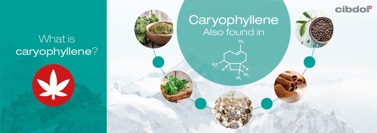 What Is Caryophyllene 4039